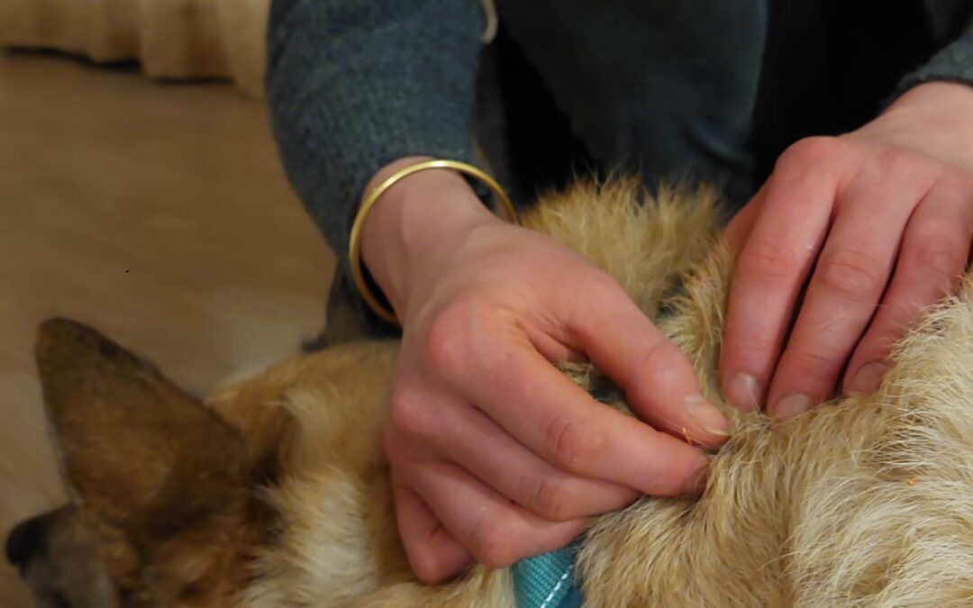 koira-akupunktio-tampereella