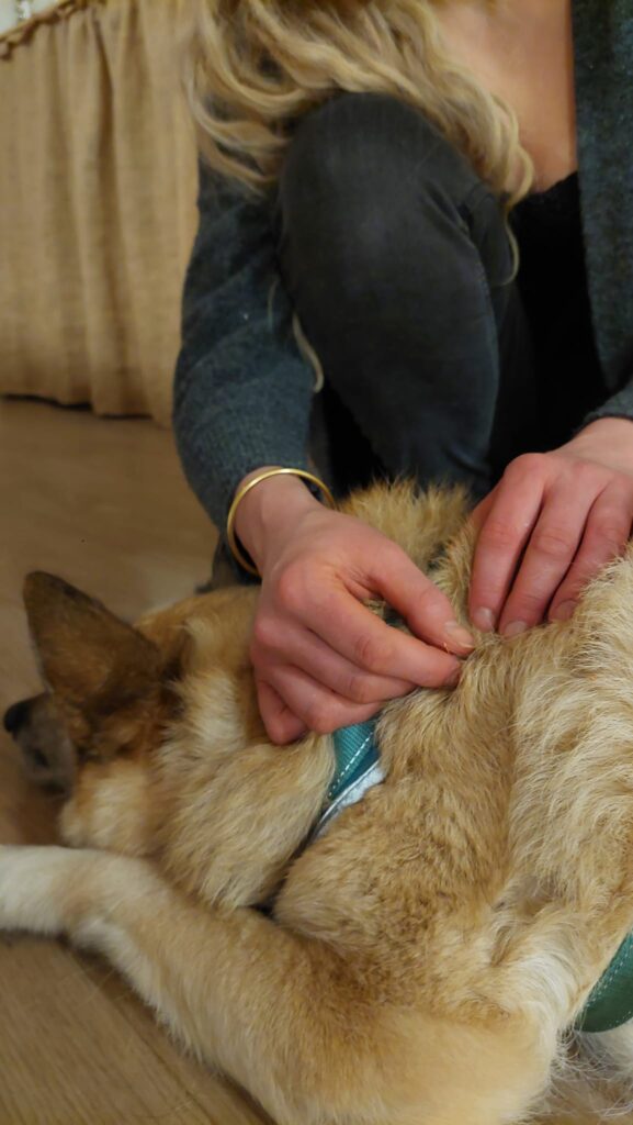 koira-akupunktio-tampereella